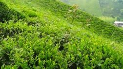 ۷۰ درصد چای وارداتی است