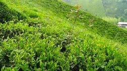 قیمت خرید تضمینی برگ سبزچای ۱۸ هزار تومان شد