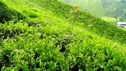 ۷۰ درصد چای وارداتی است