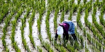 مازندران برنج غذای ۲۵ میلیون ایرانی را تامین می‌کند
