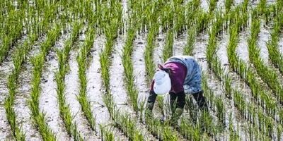 مازندران برنج غذای ۲۵ میلیون ایرانی را تامین می‌کند