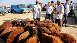 انعقاد تفاهم‌نامه بیمه با اتحادیه‌های دامی کشور
