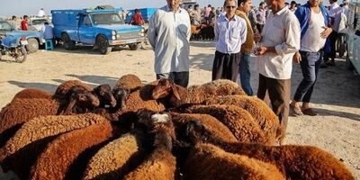 انعقاد تفاهم‌نامه بیمه با اتحادیه‌های دامی کشور
