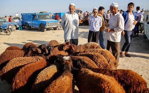 انعقاد تفاهم‌نامه بیمه با اتحادیه‌های دامی کشور
