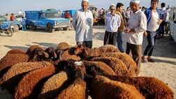 انعقاد تفاهم‌نامه بیمه با اتحادیه‌های دامی کشور
