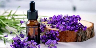 گیاهی که ناجی بیماران دیابتی است
