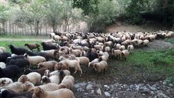 تعداد دام مازاد سبک کشور از مرز 12 میلیون راس گذشت