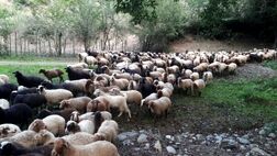 تعداد دام مازاد سبک کشور از مرز 12 میلیون راس گذشت