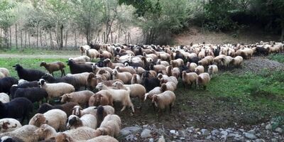 ۱۴ هزار راس دام سبک و سنگین در ایلام بیمه اجباری شدند