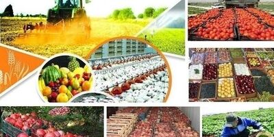 پرداخت ۴۸ میلیارد تومان تسهیلات به شرکت‌های دانش‌بنیان بخش کشاورزی