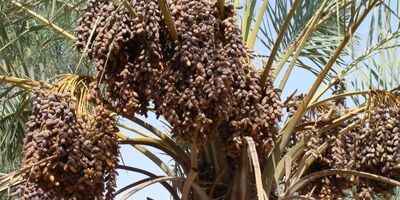 پرداخت خسارت خرماکاران توسط صندوق بیمه کشاورزی قسطی شد/خسارت سال آینده هم از روی خسارت پرداختی امسال کسر می‌شود!