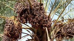 پرداخت خسارت خرماکاران توسط صندوق بیمه کشاورزی قسطی شد/خسارت سال آینده هم از روی خسارت پرداختی امسال کسر می‌شود!