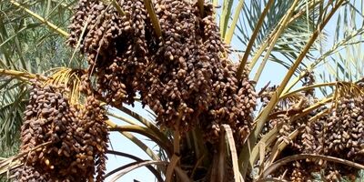 پرداخت خسارت خرماکاران توسط صندوق بیمه کشاورزی قسطی شد/خسارت سال آینده هم از روی خسارت پرداختی امسال کسر می‌شود!
