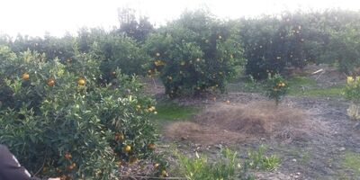 ۳ میلیون هکتار اراضی زراعی و ۴۷۵ هزار هکتار از باغات کشور بیمه شدند