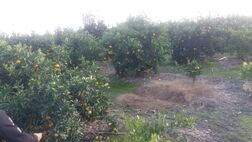 ۳ میلیون هکتار اراضی زراعی و ۴۷۵ هزار هکتار از باغات کشور بیمه شدند