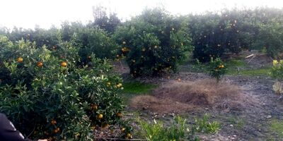 رقم پرداختی صندوق بیمه کشاورزی با خسارت وارده اختلاف فاحشی دارد/ کشاورزان از صندوق بیمه راضی نیستند!