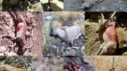 شکارچی بی‌رحم ۹ راس کَل دنا زندانی شد
