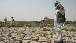 72 درصد خسارت‌های بیمه‌ای بخش کشاورزی و دامی خراسان جنوبی تسویه شد