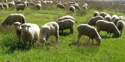 عرضه دام سبک ۷۰ درصد افزایش یافت
