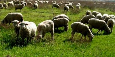 کمبودی برای عرضه دام عید قربان وجود ندارد