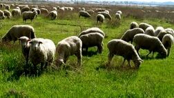  ۱۰ هزار دام زنده برای عید قربان وارد تهران شد 