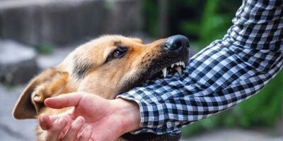 روند افزایشی آمار حیوان گزیدگی