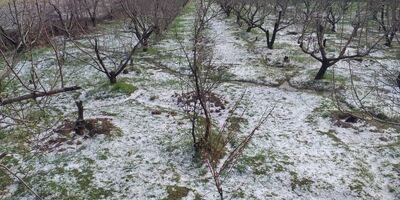 سرما ۸ هزار میلیارد ریال به کشاورزان خراسان شمالی خسارت زد