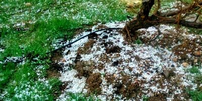 بارش تگرگ خسارت 50درصدی به مزارع مهاباد وارد کرد