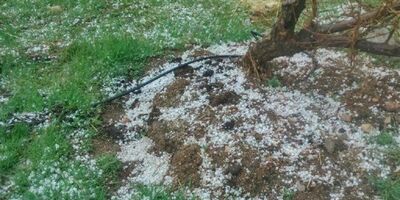 بارش تگرگ خسارت 50درصدی به مزارع مهاباد وارد کرد