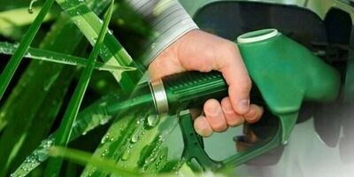 مصرف ۴۳ درصد غلات جهان در بخش غیر انسانی