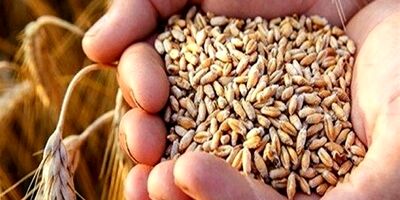این هفته مطالبات گندم کاران پرداخت می‌شود