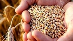 این هفته مطالبات گندم کاران پرداخت می‌شود