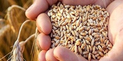این هفته مطالبات گندم کاران پرداخت می‌شود
