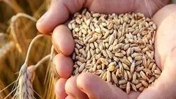 این هفته مطالبات گندم کاران پرداخت می‌شود