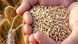 این هفته مطالبات گندم کاران پرداخت می‌شود