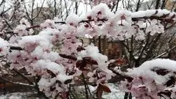 75 درصد باغ‌های استان سمنان بیمه نیست