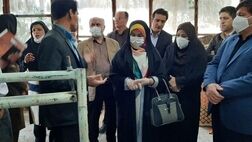 مشکلات بیمه قالی‌بافان در دست پیگیری است