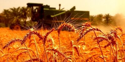 کمتر از ۱۰ درصد مزارع بیمه هستند