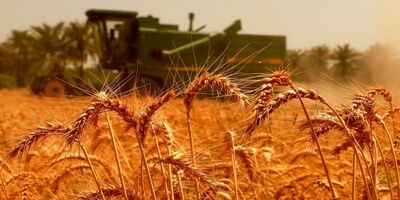 کمتر از ۱۰ درصد مزارع بیمه هستند