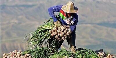 دلالانی که سیر درو می‌کنند