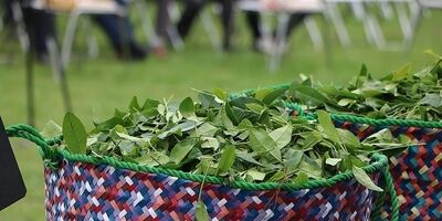 فواید چای سبز برای پیشگیری از سرطان‌ها و کاهش چربی خون