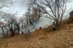 ادامه عملیات مهار آتش‌سوزی گسترده در جنگل‌های الیت چالوس