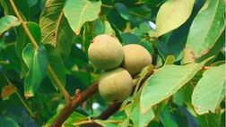 خرید محبوب ترین نهال های گردوی بومی ایران در آبان 1400 