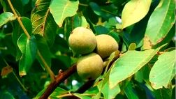 خرید محبوب ترین نهال های گردوی بومی ایران در آبان 1400 