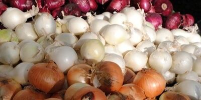 ۱۰۰ هزار تن پیاز به پاکستان صادر می شود