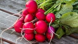 فواید بی نظیر روغن تربچه؛ از رفع چین و چروک پوست تا پیشگیری از سرطان