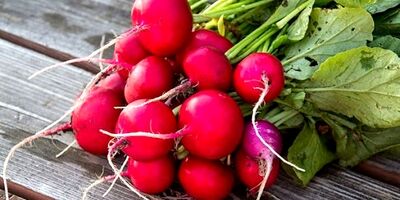 فواید بی نظیر روغن تربچه؛ از رفع چین و چروک پوست تا پیشگیری از سرطان