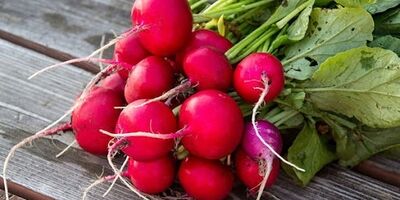 فواید بی نظیر روغن تربچه؛ از رفع چین و چروک پوست تا پیشگیری از سرطان