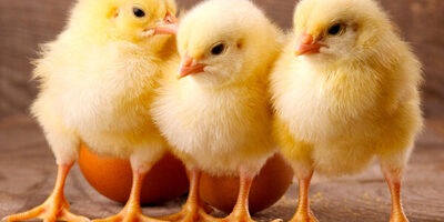 جوجه ریزی شهریور به ۱۴۰ میلیون قطعه می‌رسد