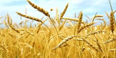 پرداخت مطالبات گندمکاران تسریع می‌شود
